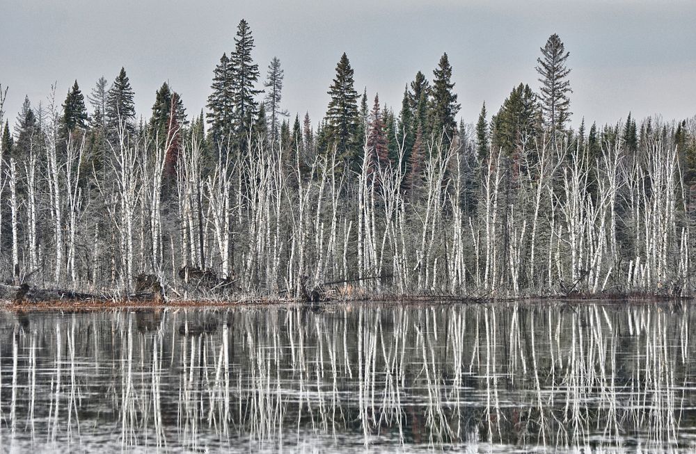 Snow covered trees in forest by frozen lake. Free public domain CC0 image.