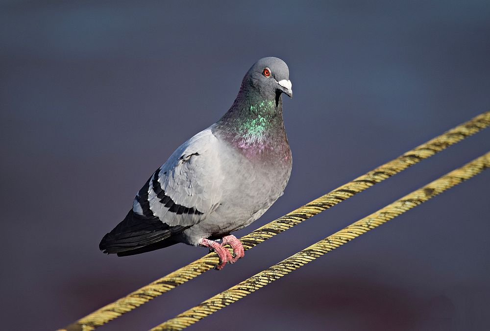 Pigeon bird, animal photo. Free public domain CC0 image.