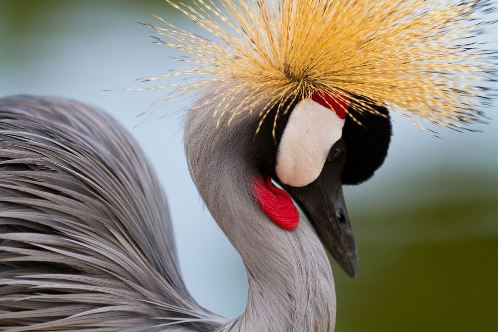 Black crowned crane bird. Free public domain CC0 image.