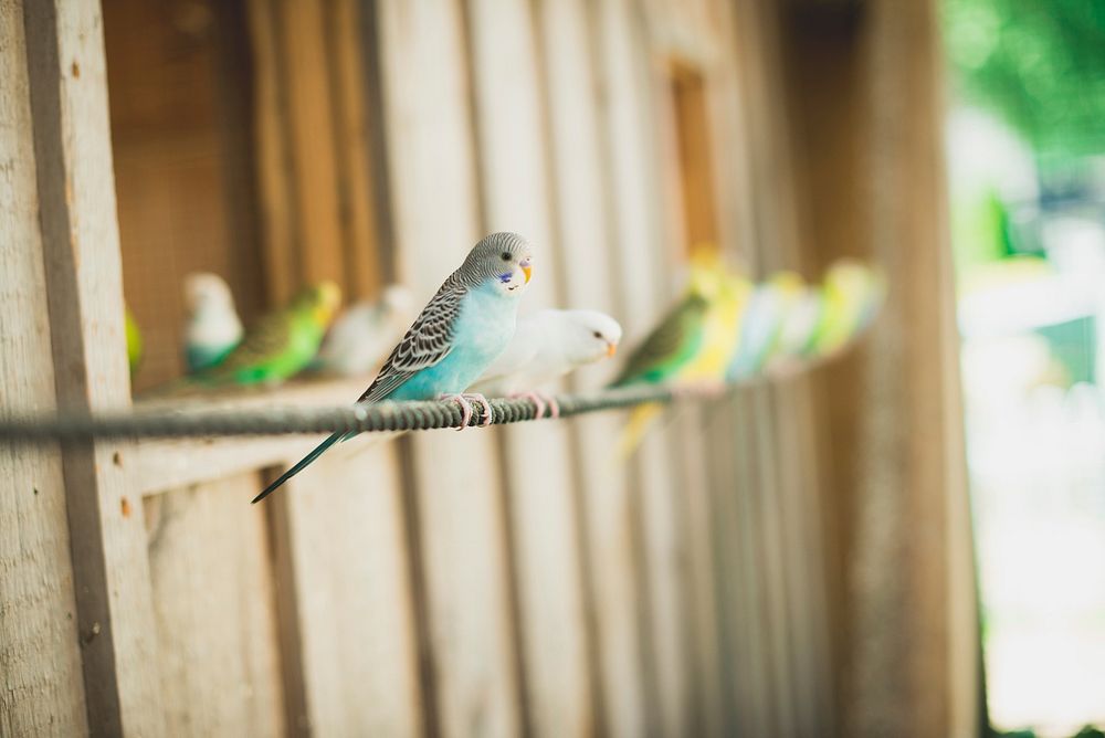 Parakeets perched in a row. Free public domain CC0 image.
