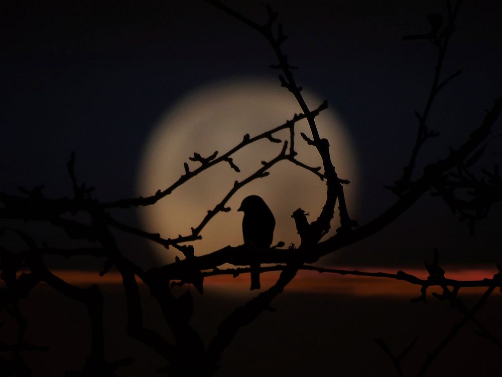 Bird in darkness, background. Free public domain CC0 image.