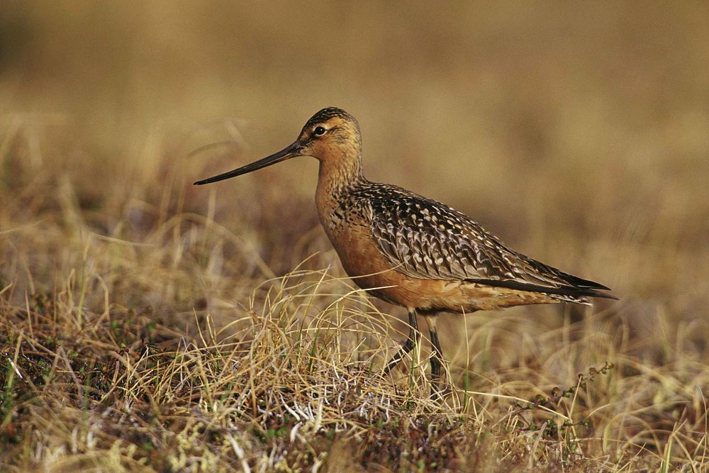 Long billed dowitcher, bird photography. Free public domain CC0 image.