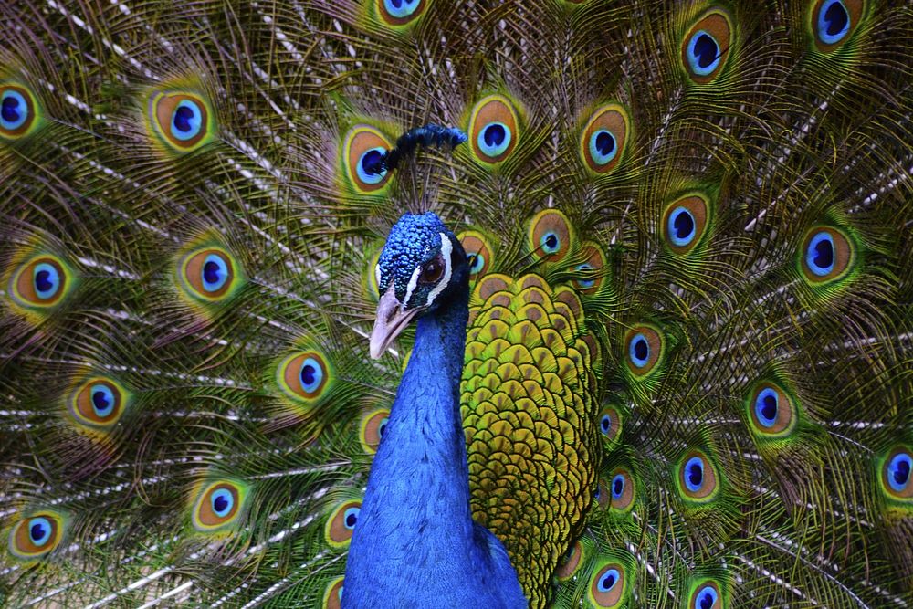 Beautiful peacock feathers photo. Free public domain CC0 image.