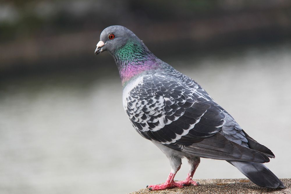 Pigeon bird, animal photography. Free public domain CC0 image.