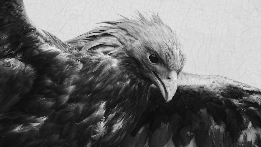 White teailed eagle bird. Free public domain CC0 image.