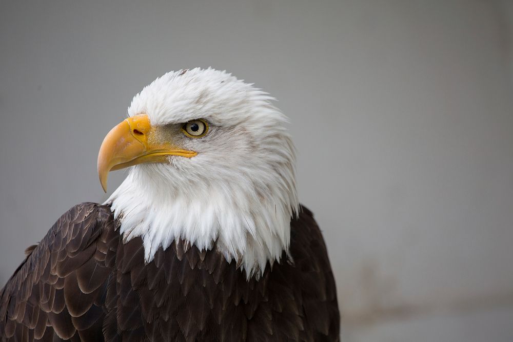 Bald eagle, American bird of prey. Free public domain CC0 image.
