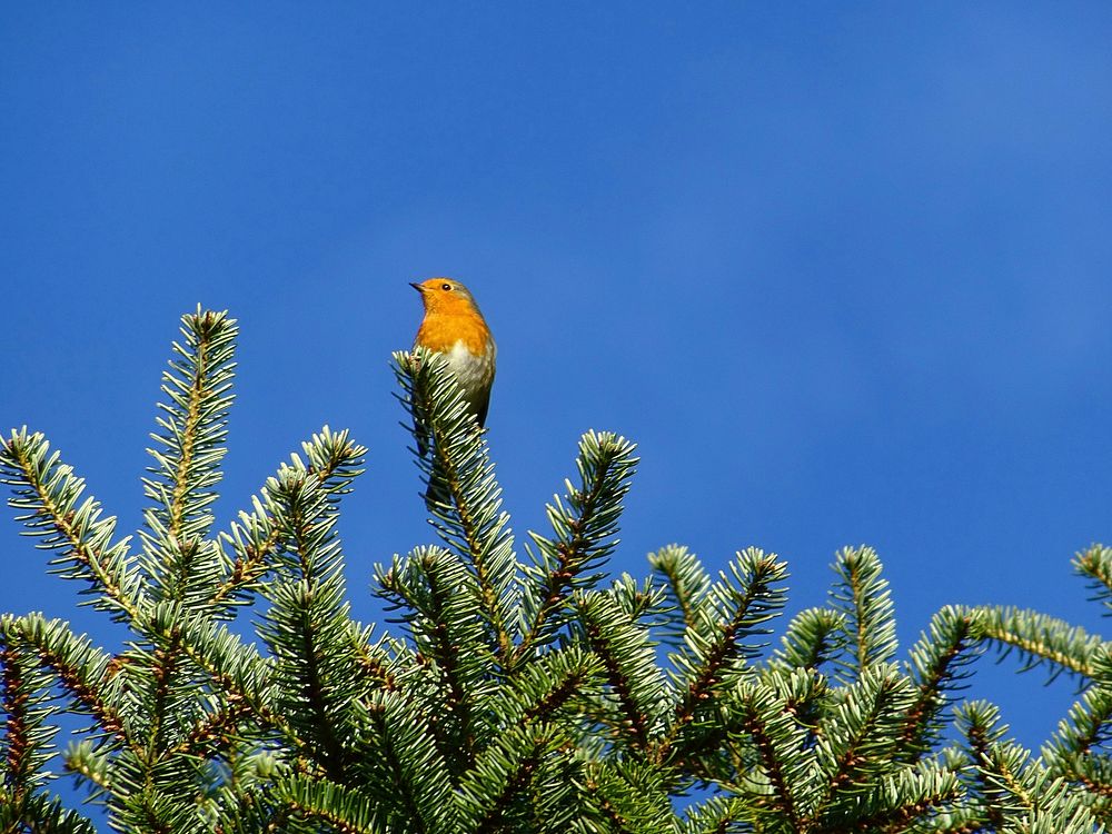 Robin bird in tree. Free public domain CC0 image.
