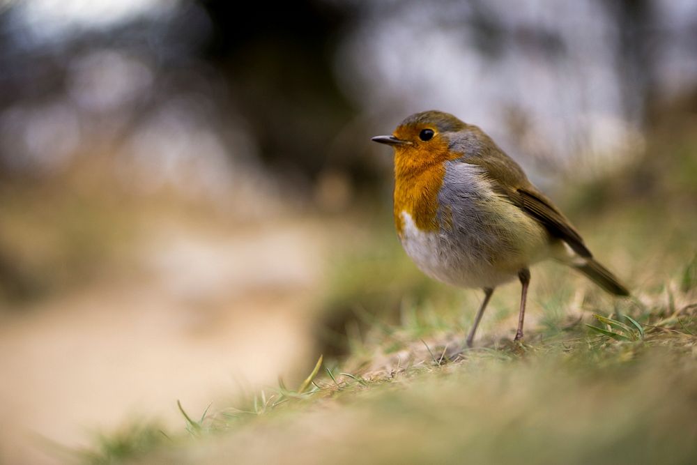 Robin bird, animal photo. Free public domain CC0 image.