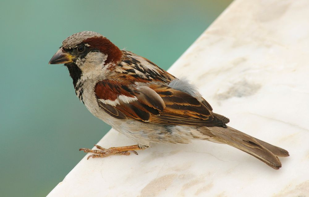 Sparrow bird close up. Free public domain CC0 image.