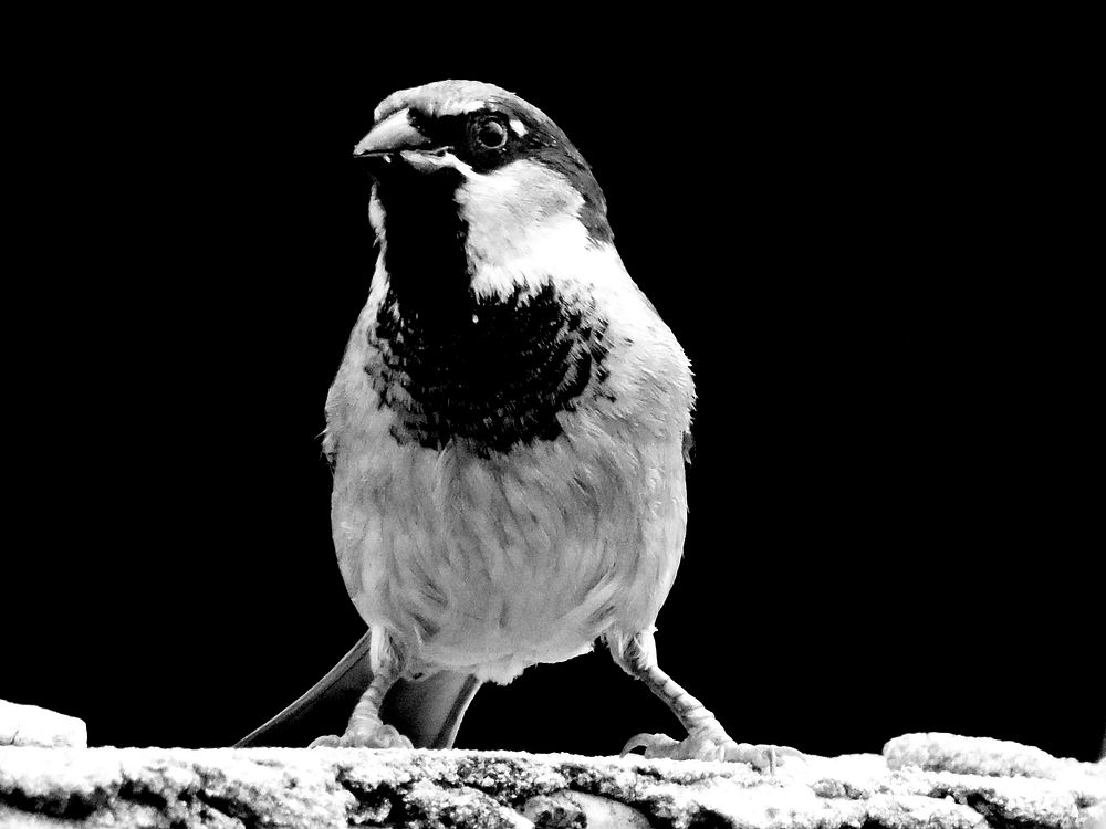 Bird in black and white, animal photography. Free public domain CC0 image.