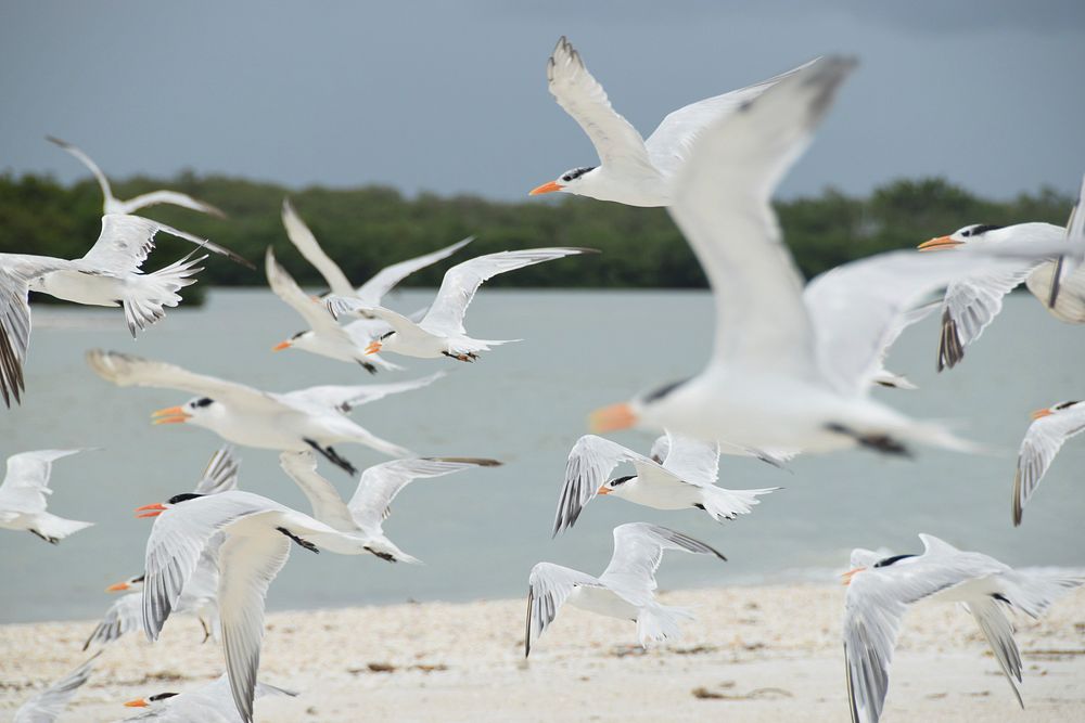 Flying seagulls close up. Free public domain CC0 photo.