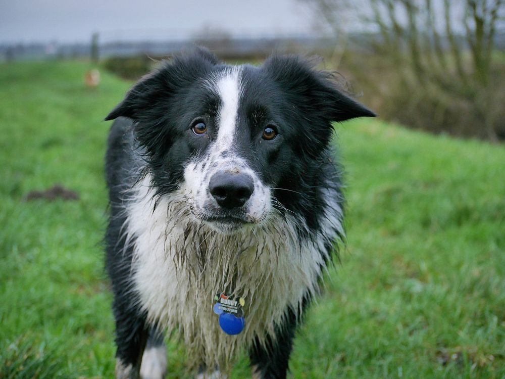 Border collie dog walking on grass. Free public domain CC0 photo.