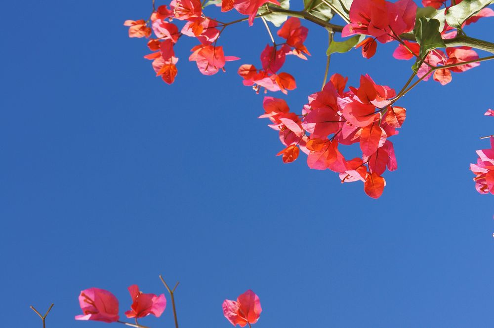 Red flower background. Free public domain CC0 image.