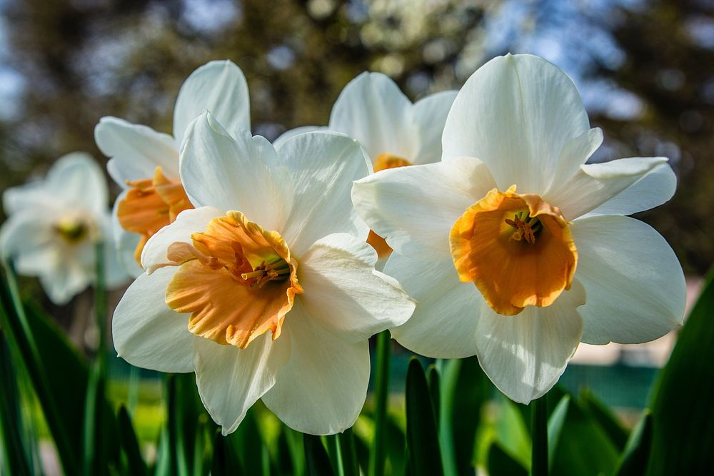 White daffodil background. Free public domain CC0 photo.