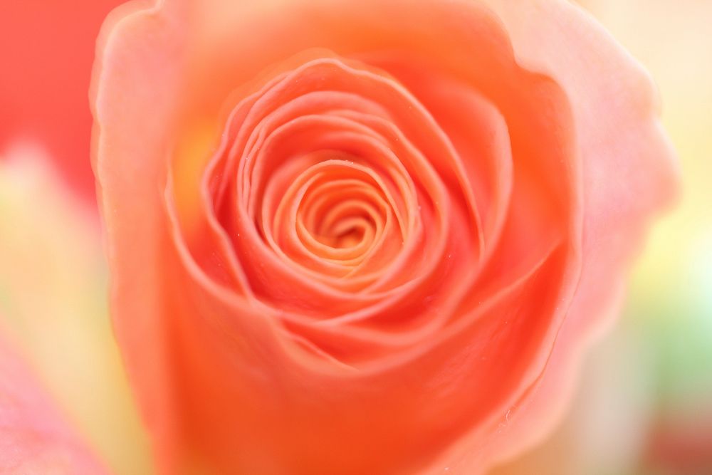 Orange rose background. Free public domain CC0 image.