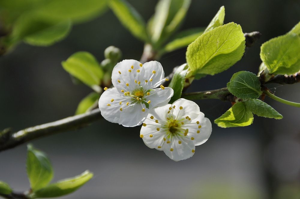 Plum blossom background. Free public domain CC0 image.