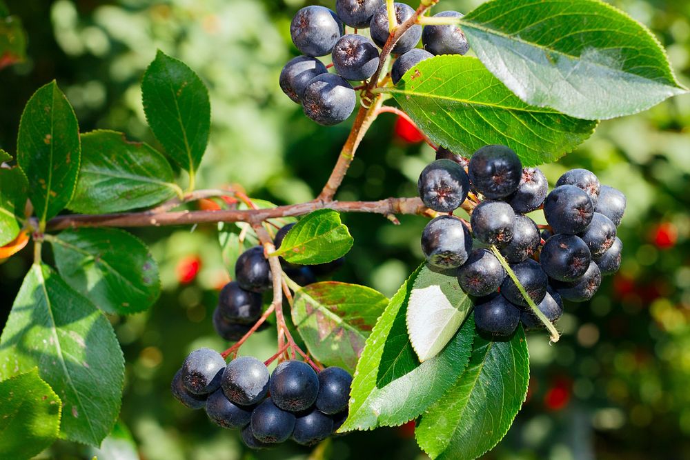 Closeup on black rowan berries. Free public domain CC0 photo. 