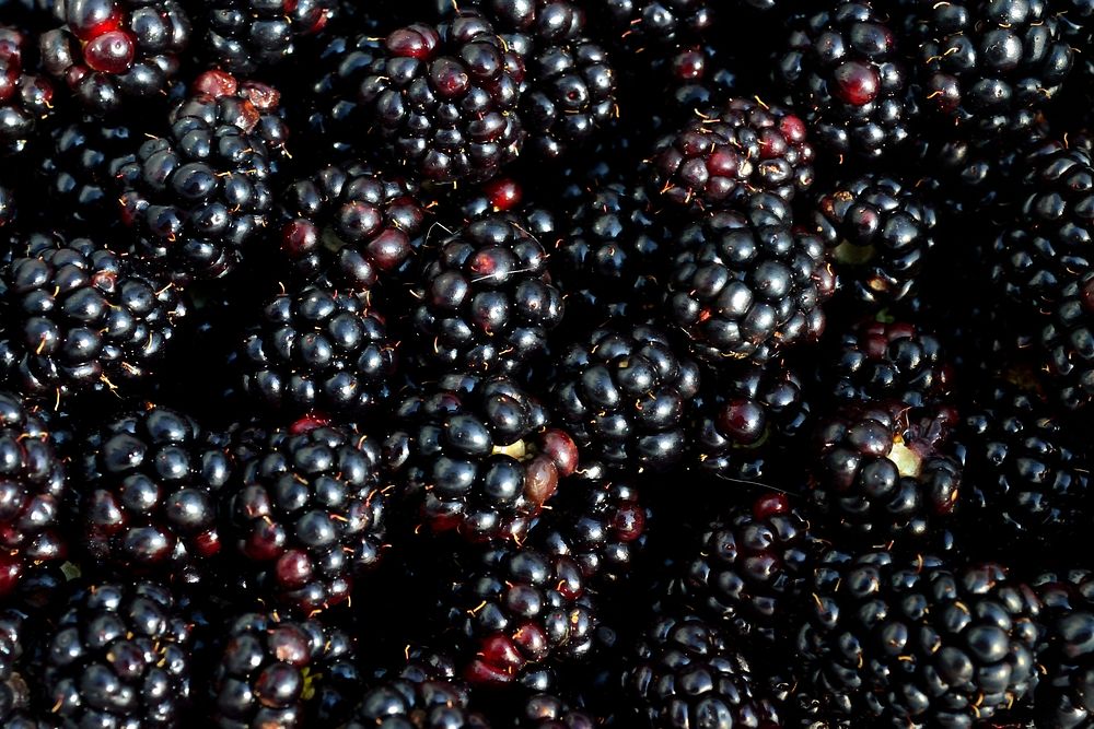 Closeup on pile of blackberry fruit. Free public domain CC0 photo.