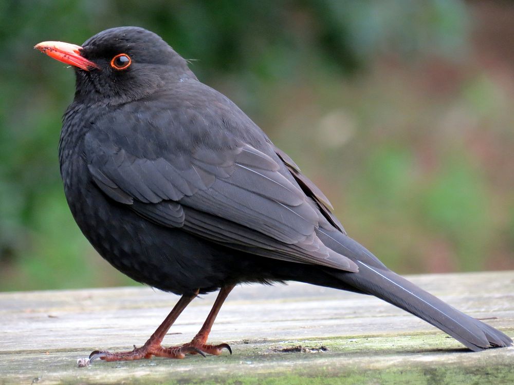 Common blackbird, animal photo. Free public domain CC0 image.