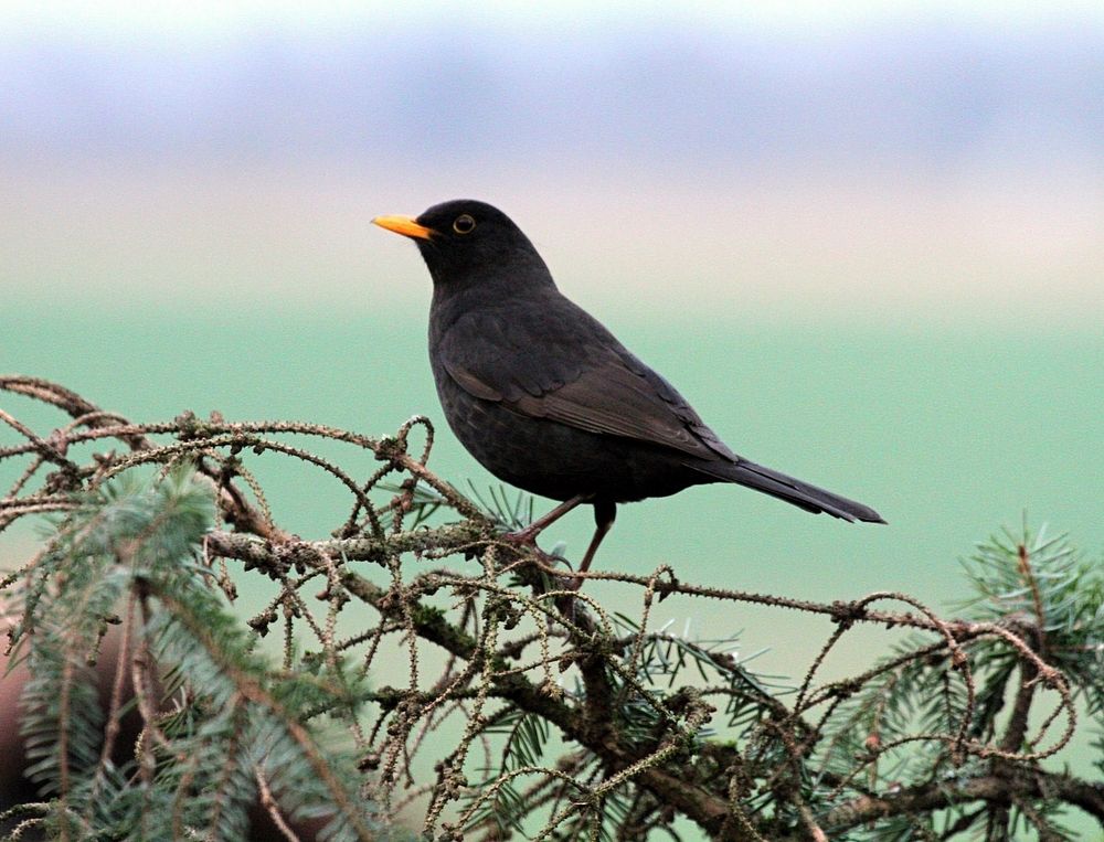 Common blackbird, animal photo. Free public domain CC0 image.