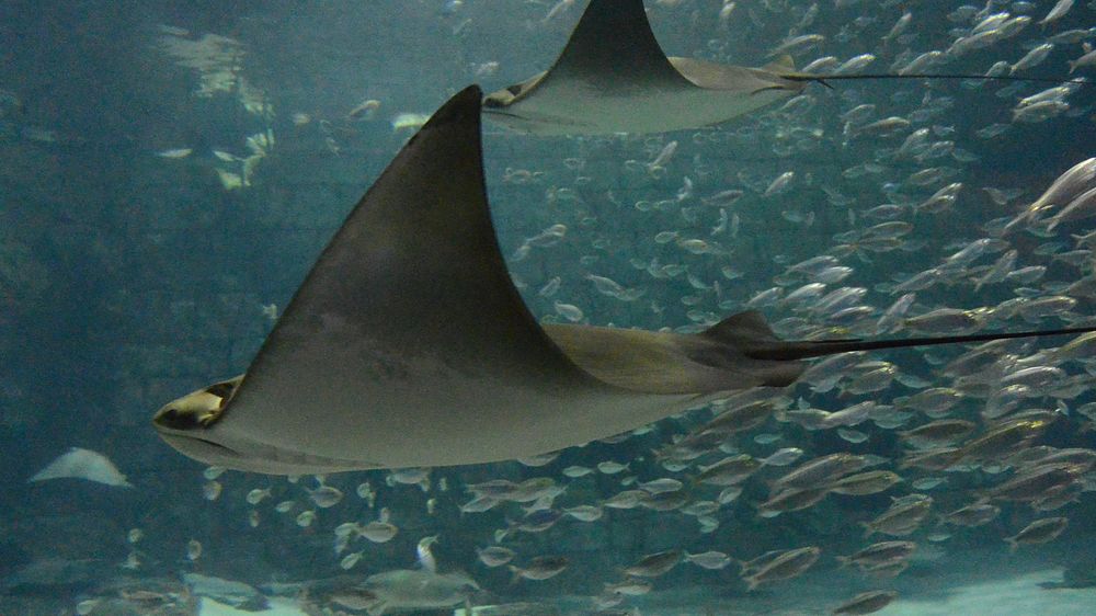 Stingrays swimming with other fishes. Free public domain CC0 image.