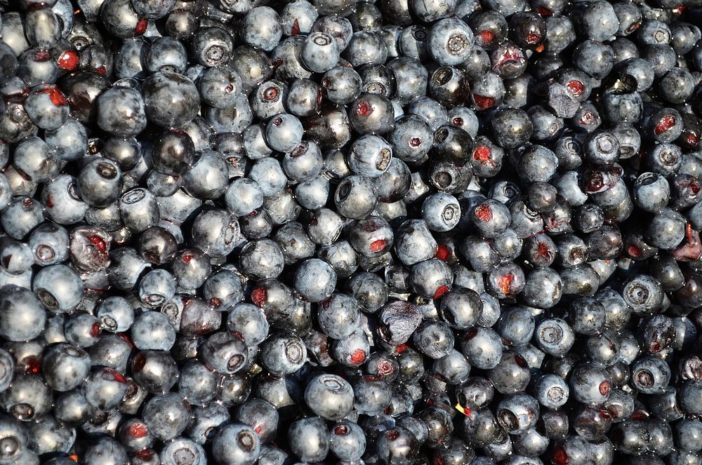 Closeup on pile of fresh blueberries. Free public domain CC0 image. 