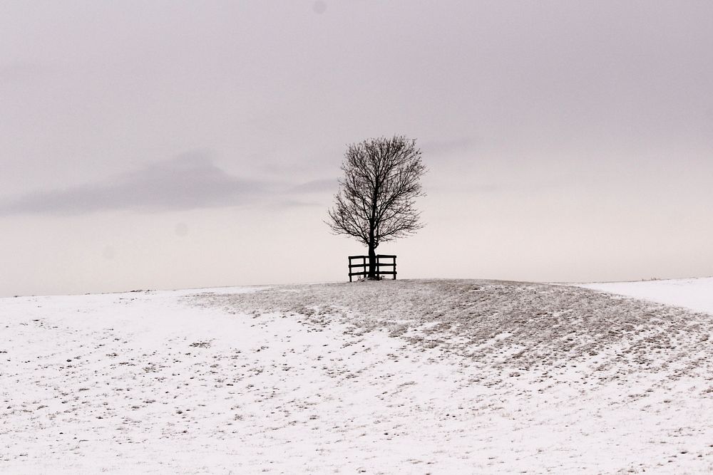 A tree on a snowy hill with foggy background