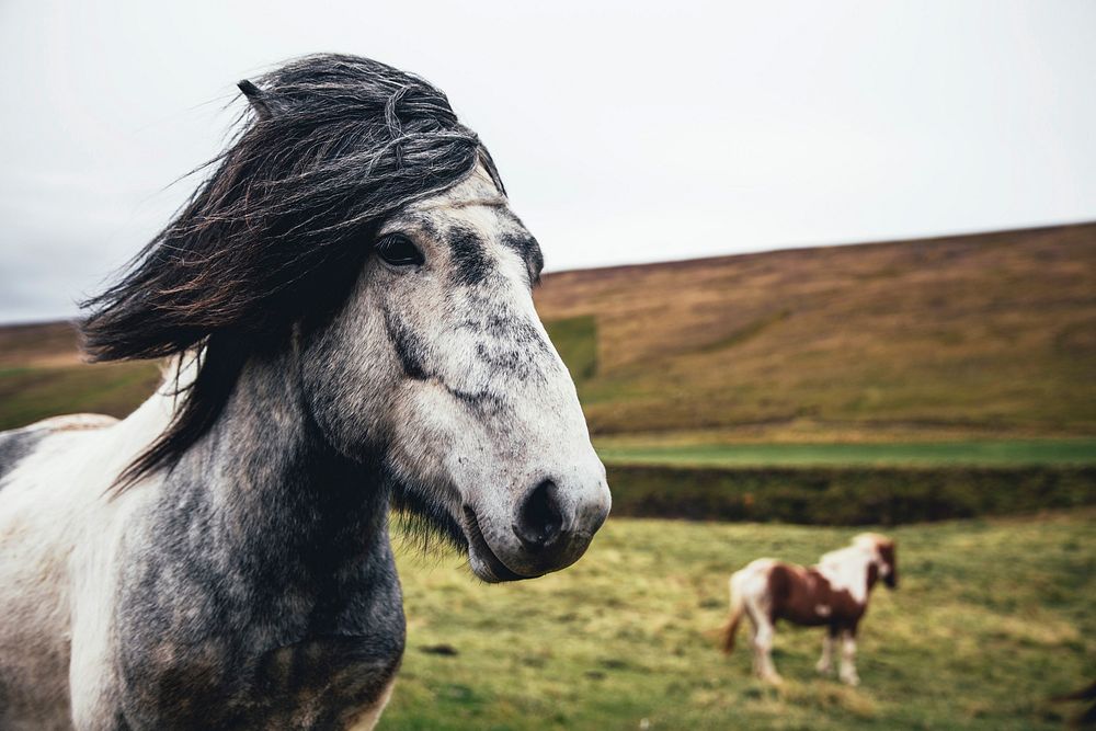 Free two long haired horses in the field image, public domain animal CC0 photo.