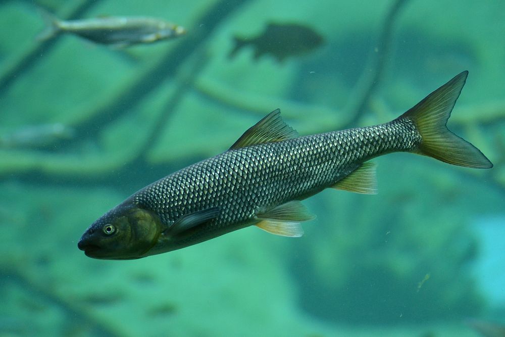 Rutilus meidingerii fish closeup. Free public domain CC0 photo.