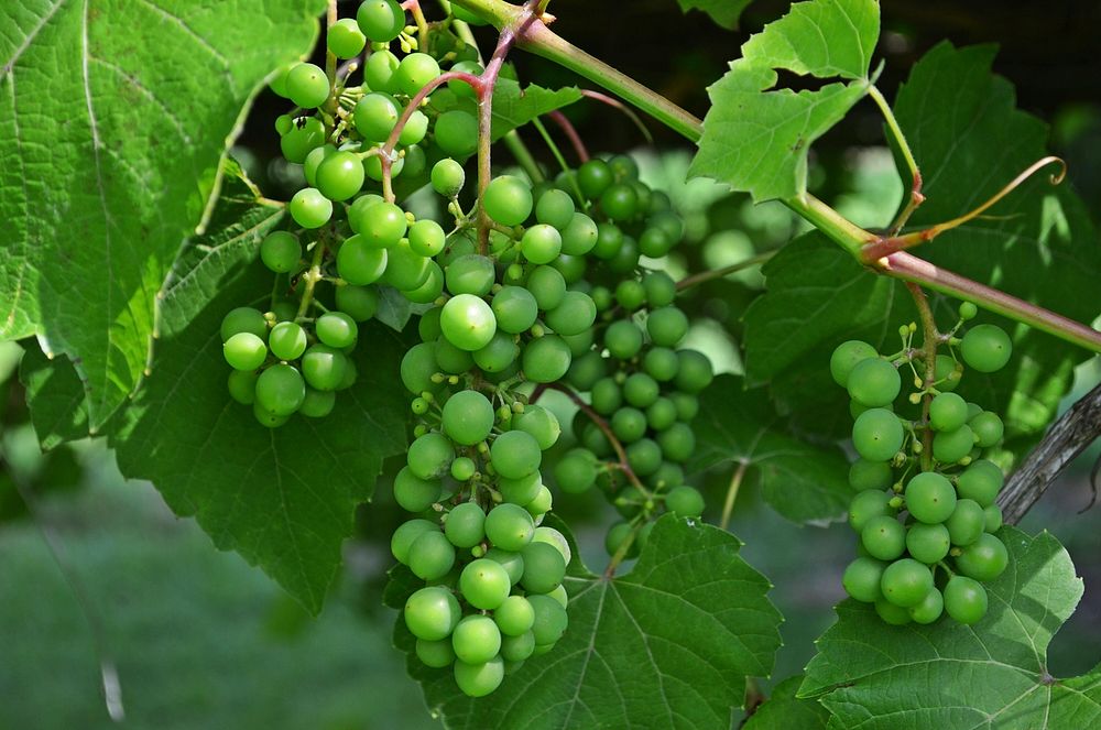 Closeup on green grape plant. Free public domain CC0 photo.