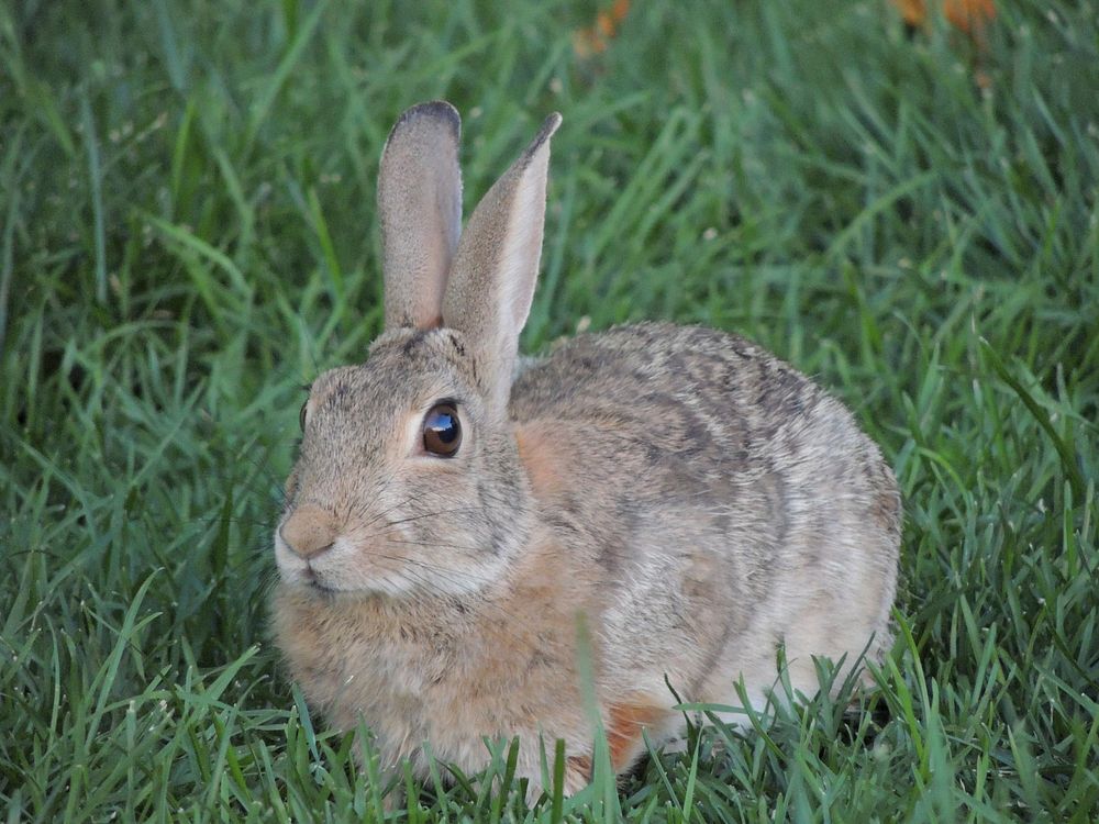 Cute rabbit on the field. Free public domain CC0 image.