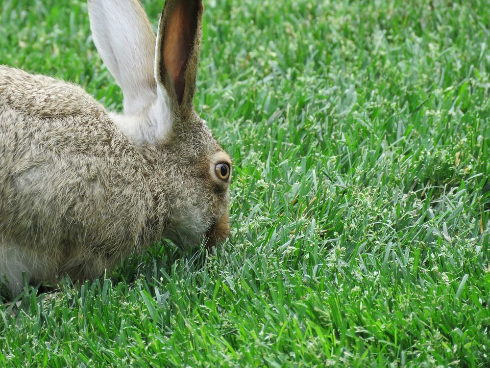 Cute rabbit on the field. Free public domain CC0 image.