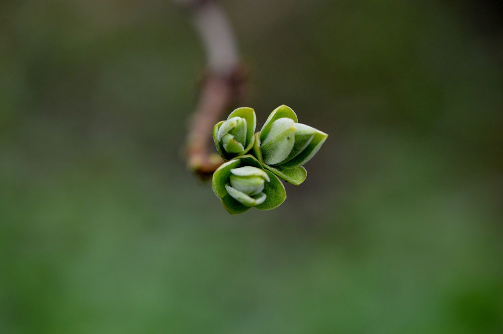 Leaf buds. Free public domain CC0 image.