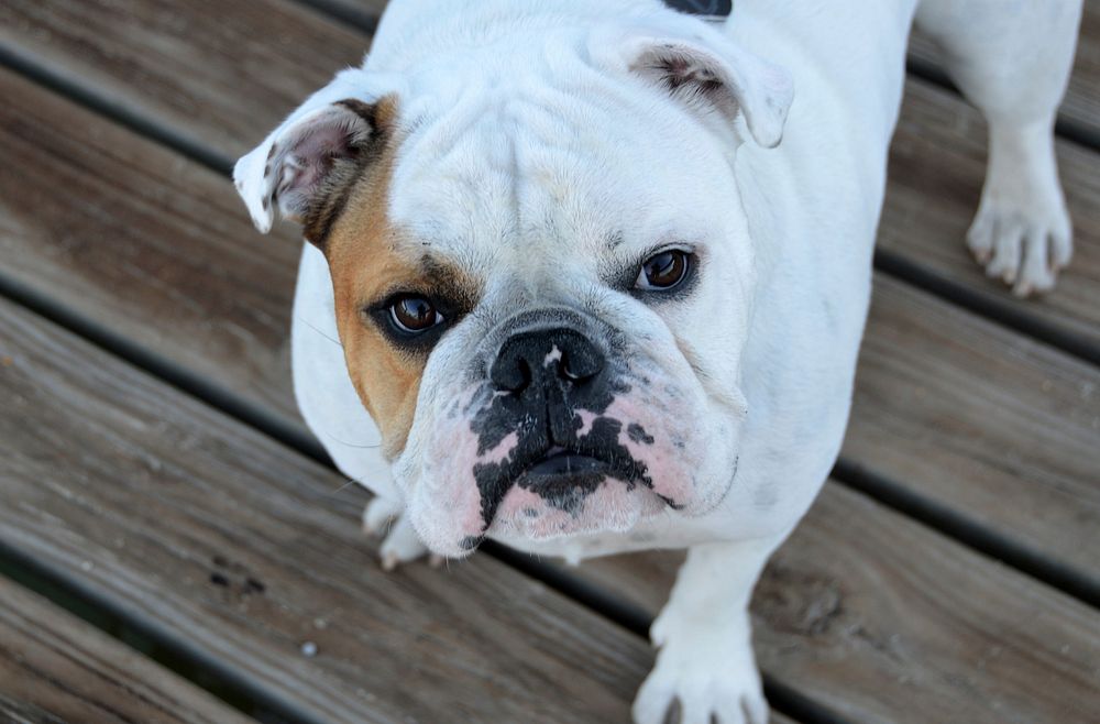 White bulldog standing on wood. Free public domain CC0 photo.