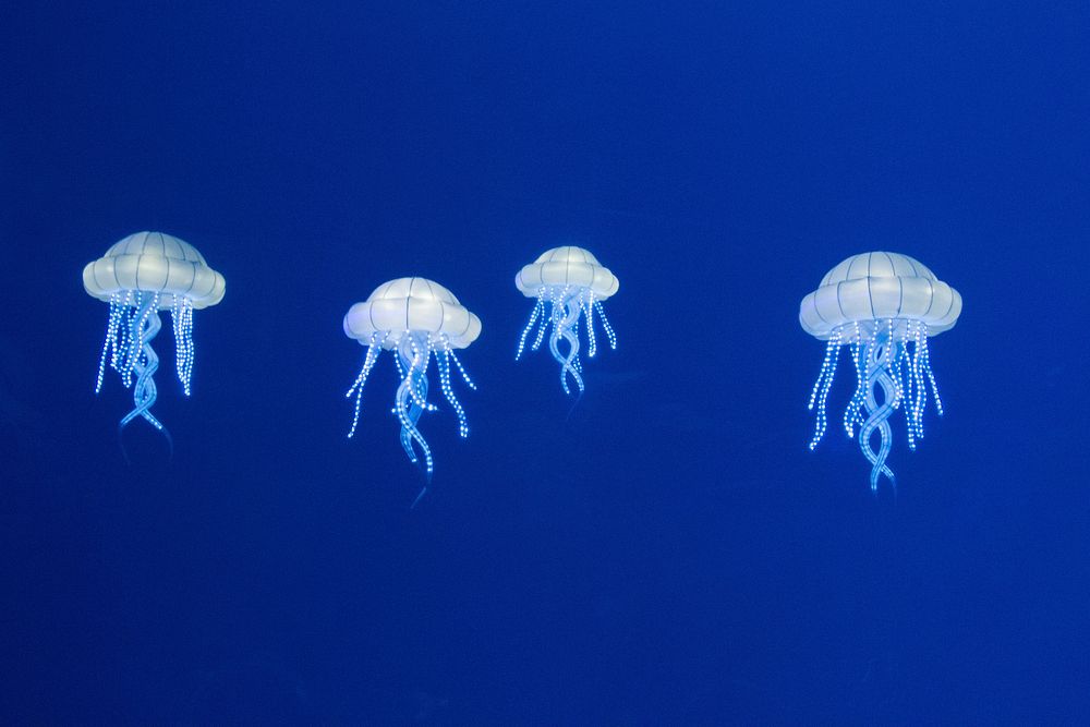 Bright blue floating jellyfishes. Free public domain CC0 image.