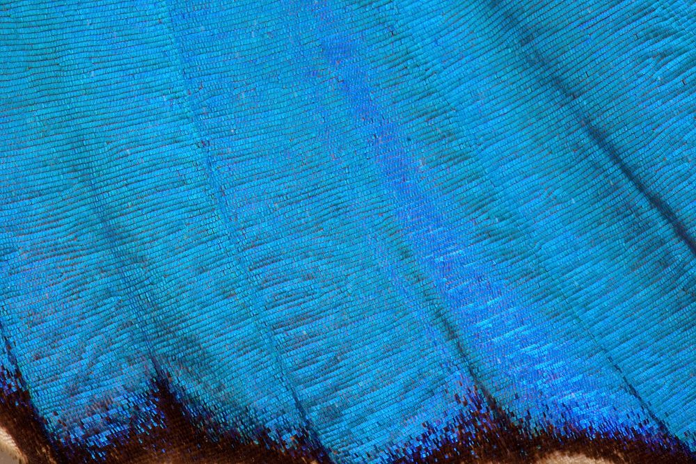 Blue butterfly wings closeup. Free public domain CC0 image.