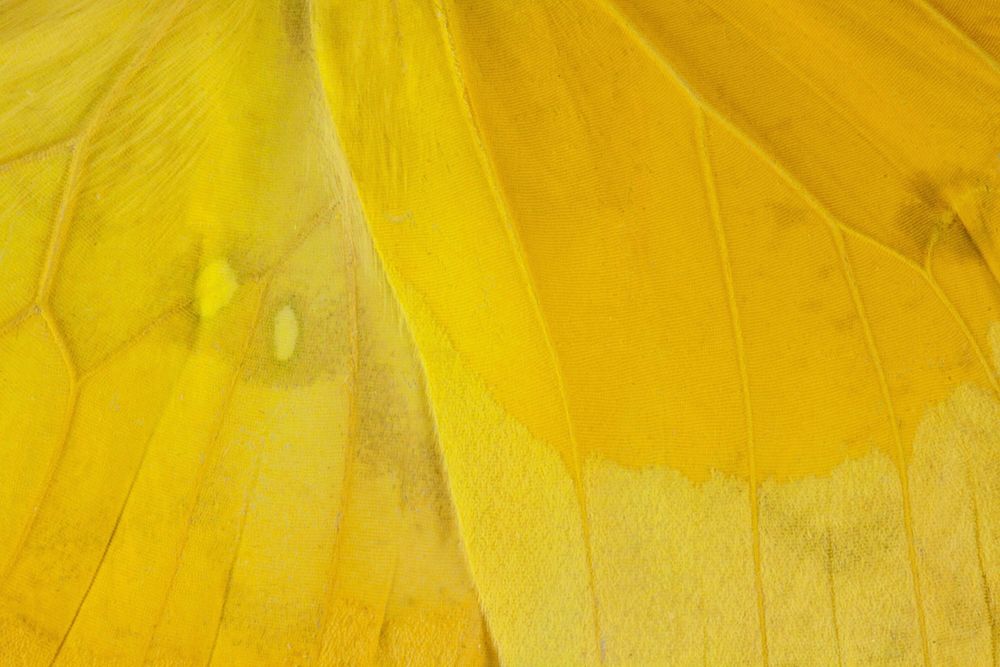 Yellow flowerFree public domain CC0 photo.