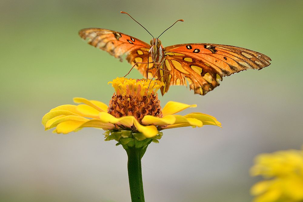 Beautiful butterfly on flower. Free public domain CC0 photo/image. 