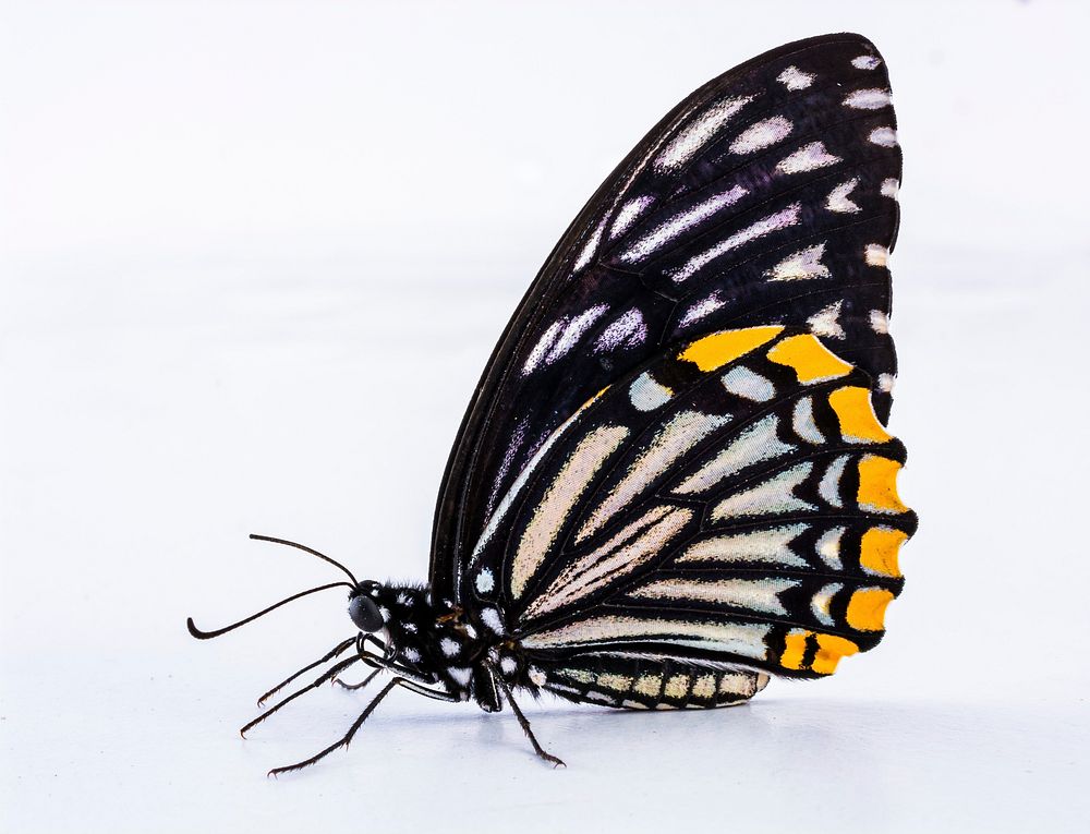 Butterfly on white background. Free public domain CC0 photo. 