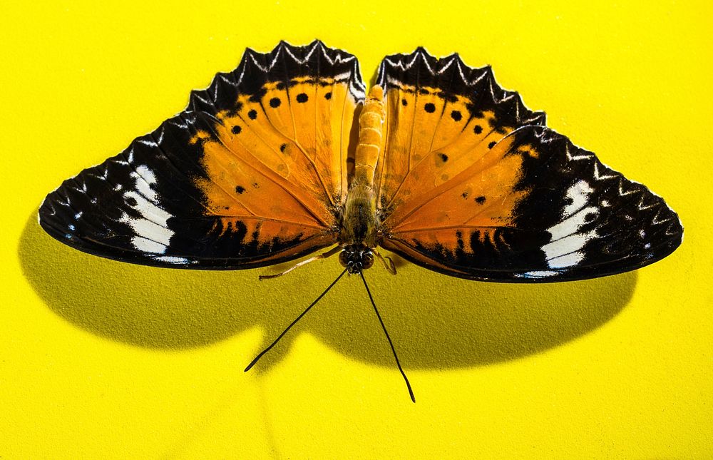 Butterfly on yellow background. Free public domain CC0 photo.