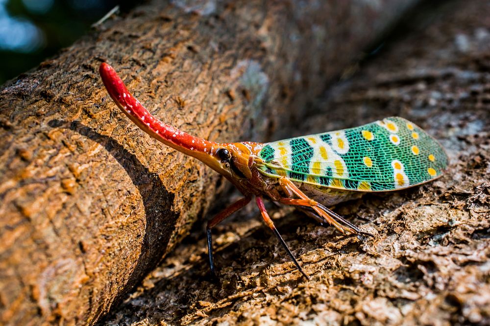 Lantern bug. Free public domain CC0 image.