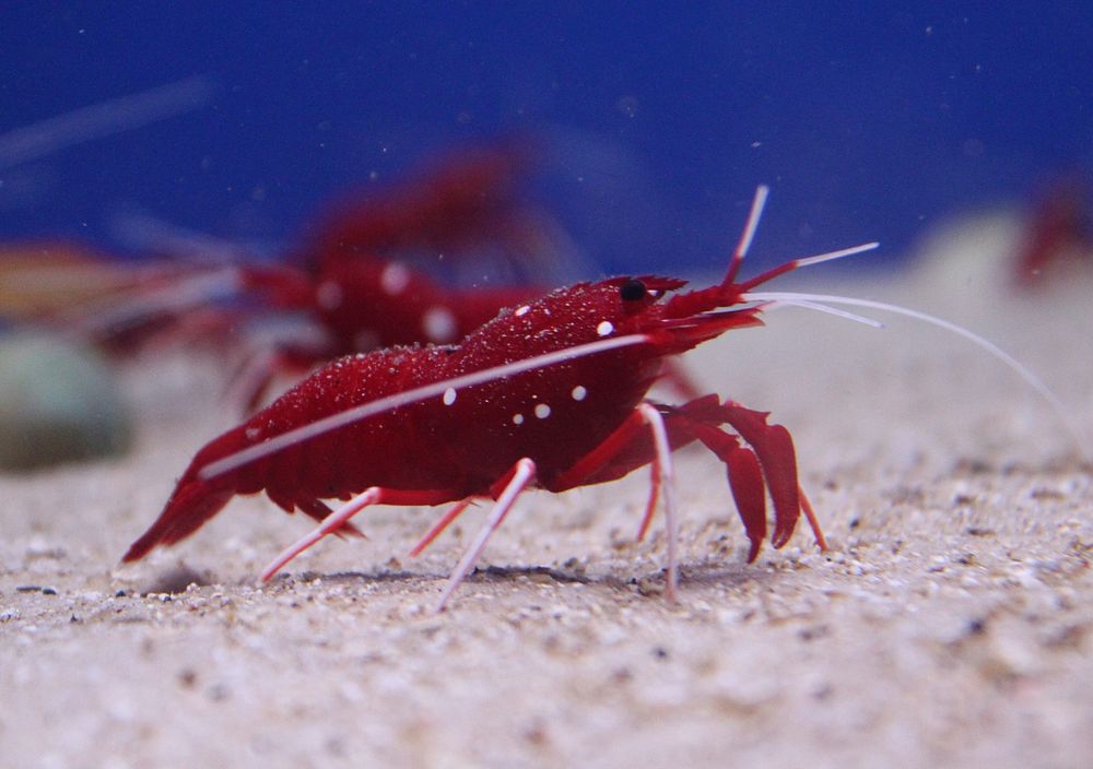 Crayfish close up underwater. Free public domain CC0 image.