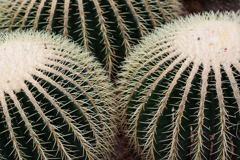 Golden barrel cactus background. Free public domain CC0 photo.