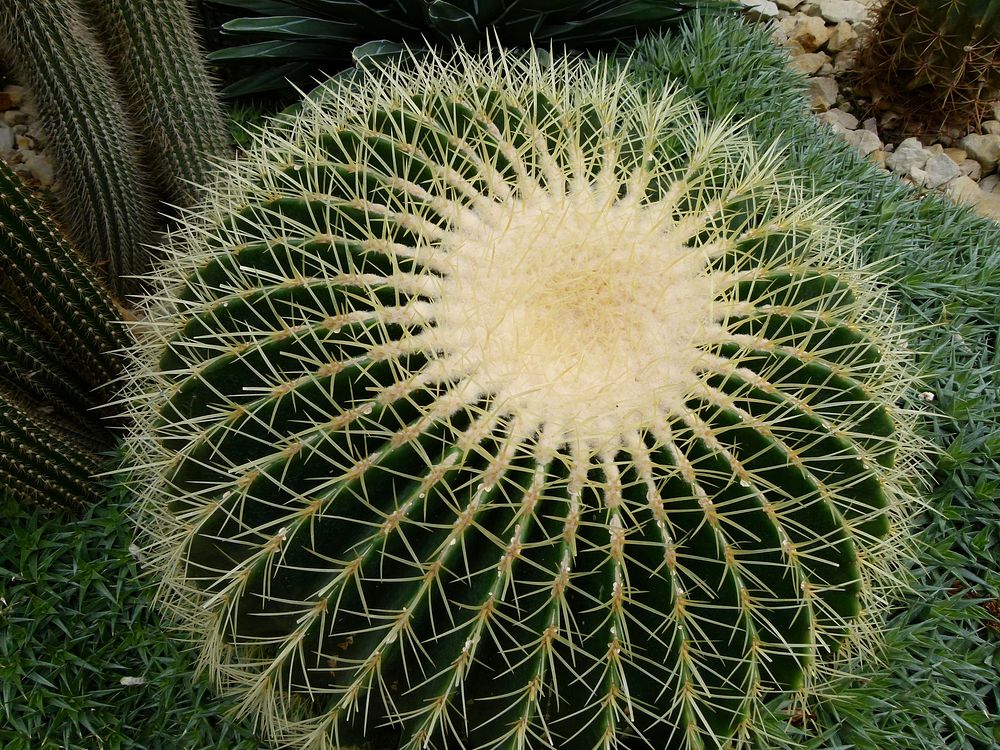 Golden barrel cactus background. Free public domain CC0 photo.