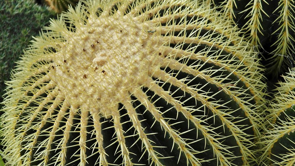 Golden barrel cactus background. Free public domain CC0 image.