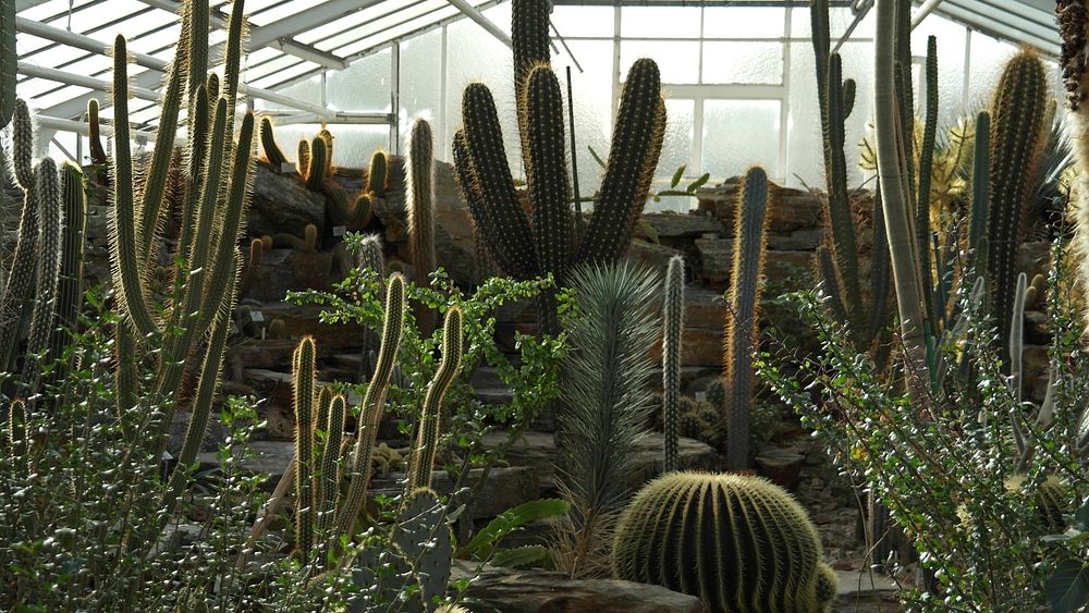 Free public domain CC0 photo. | Free Photo - rawpixel Download free image of Free public domain CC0 photo. about plant, public... 