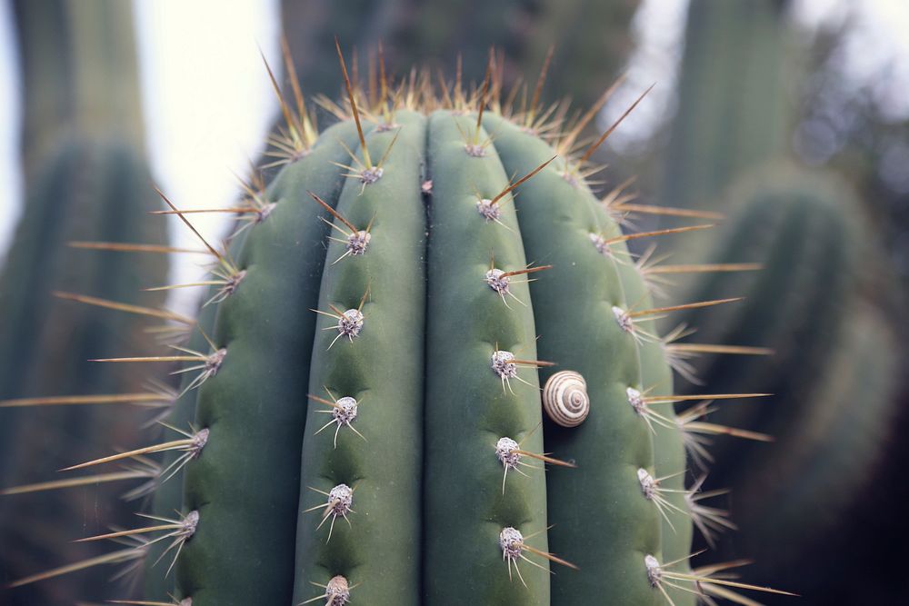 Cactus background. Free public domain CC0 image.