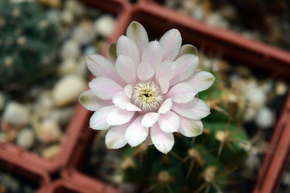Cactus flower. Free public domain CC0 photo.