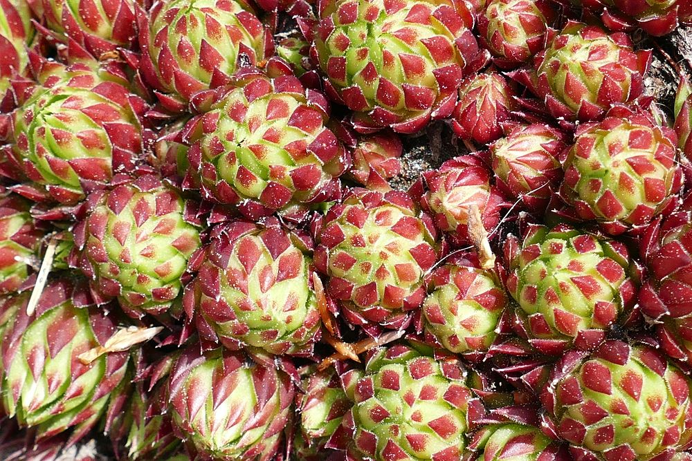 Closeup on cactus macro plant. Free public domain CC0 image.