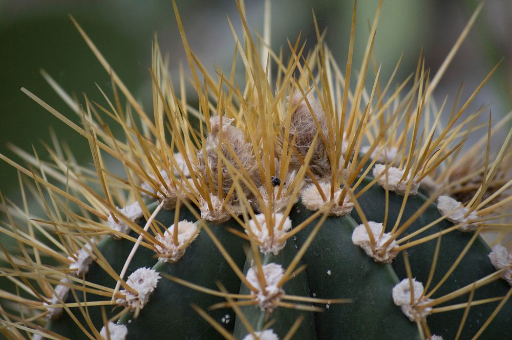 Cactus background. Free public domain CC0 image.